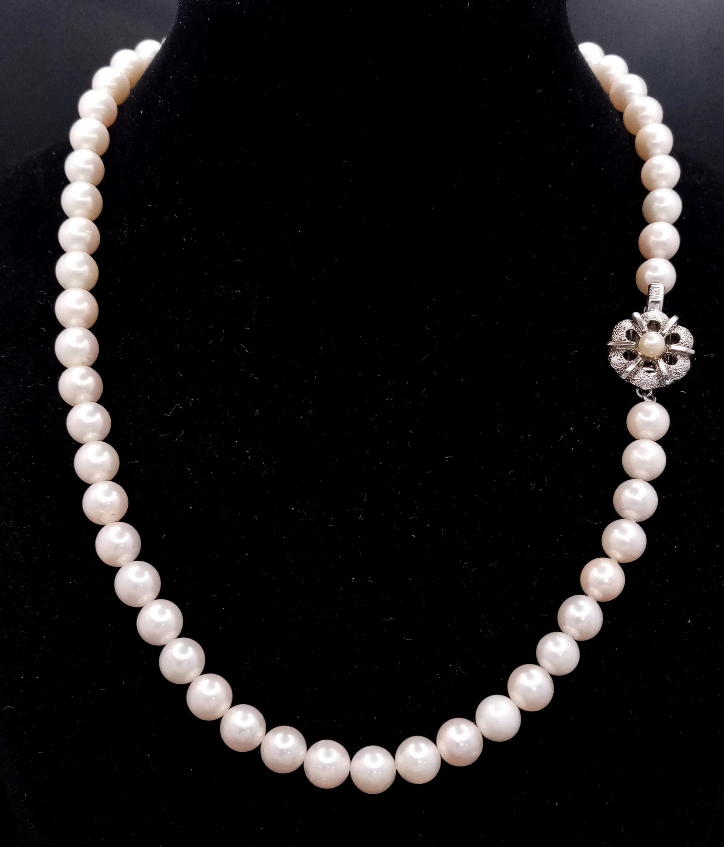 A classic single strand of large Freshwater Pearl Necklace. Approx 44cm in length, strung with cream freshwater pearls and fitted with a decorative silver flower form box clasp.